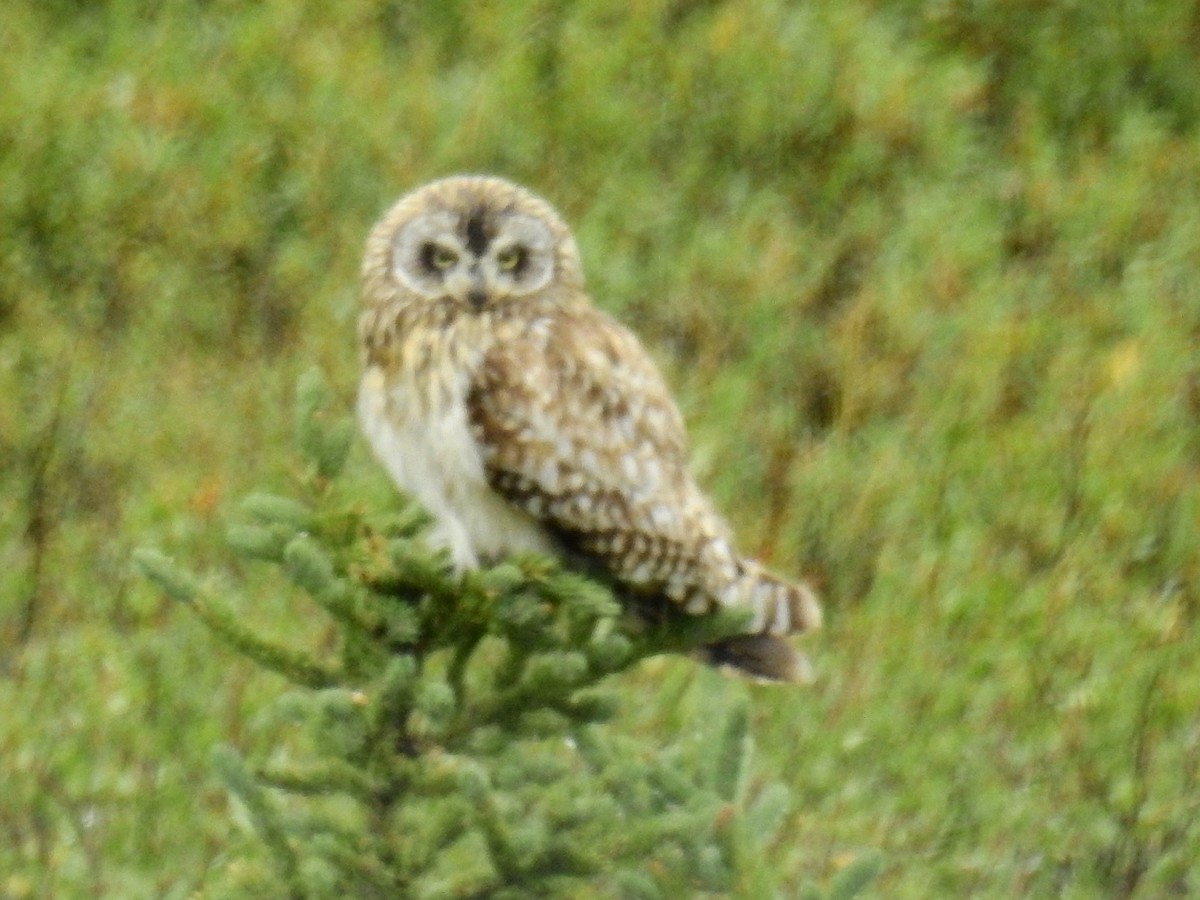 Short-eared Owl - ML110188961