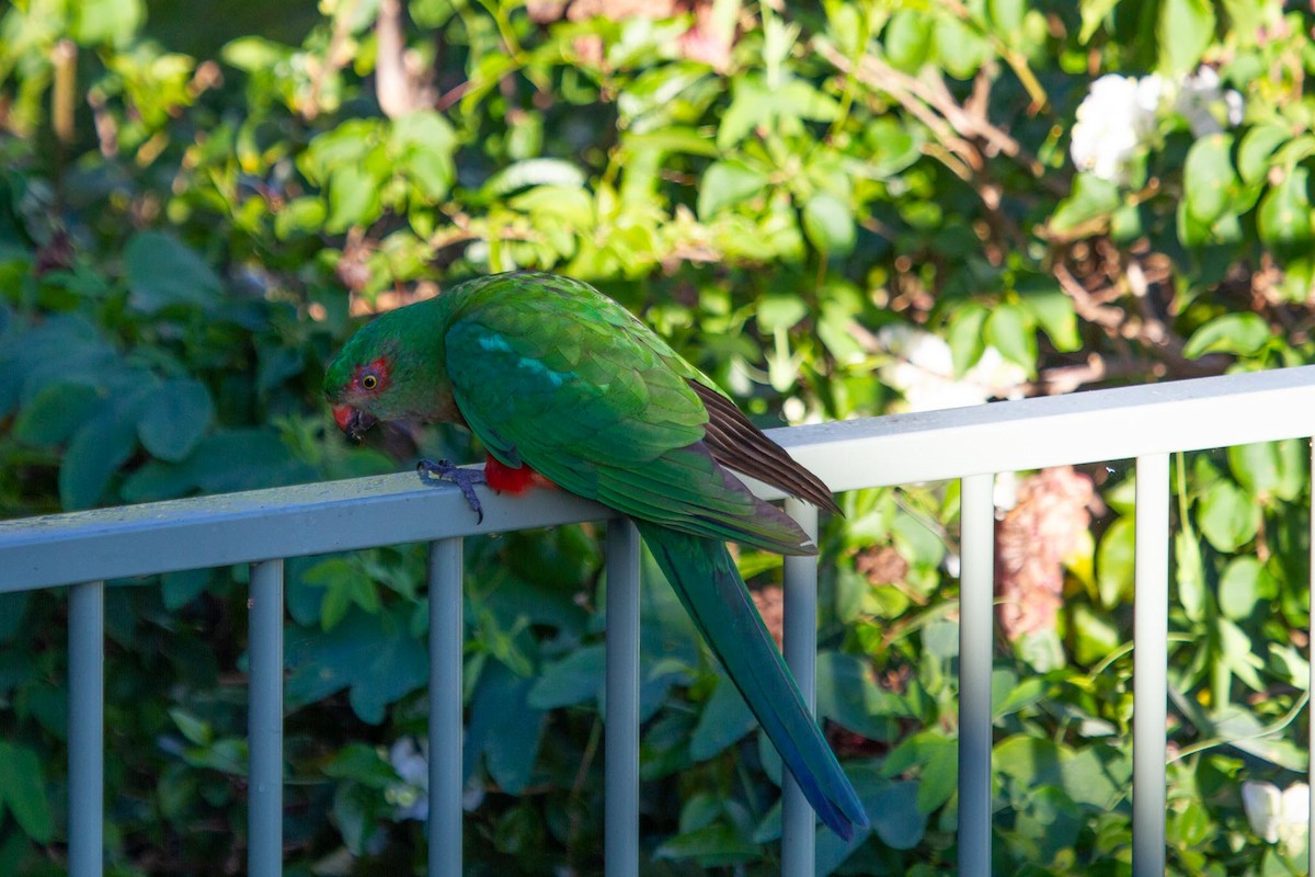 Australian King-Parrot - Steve Popple