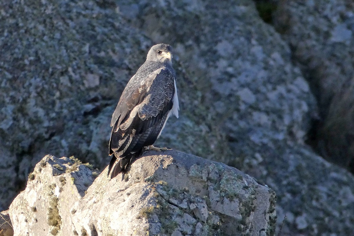 Black-chested Buzzard-Eagle - Fabricio C. Gorleri