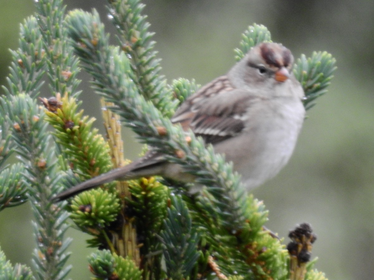 White-crowned Sparrow - ML110192961