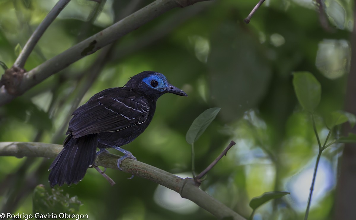 Bare-crowned Antbird - ML110195391