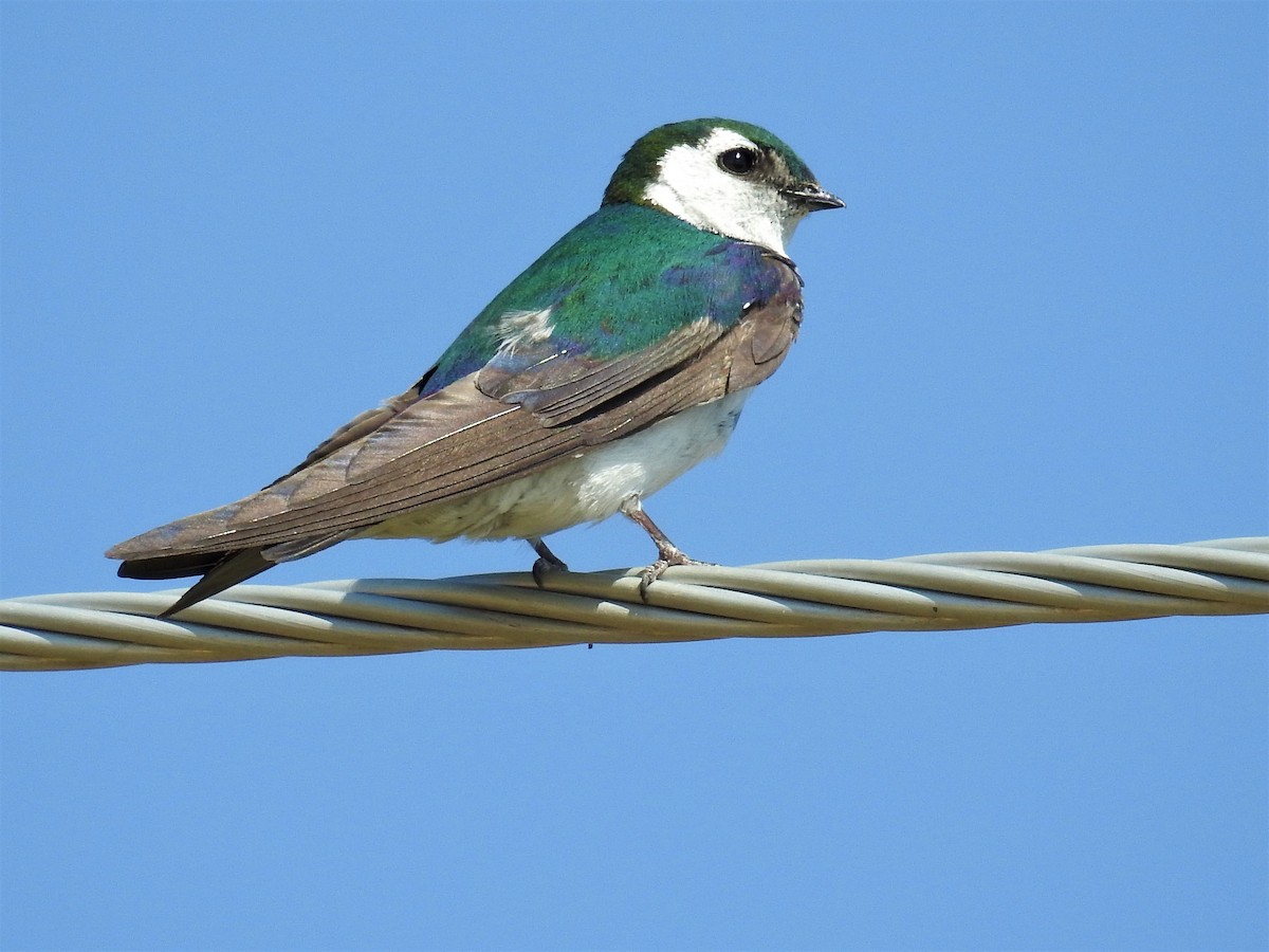 Violet-green Swallow - Tina Toth