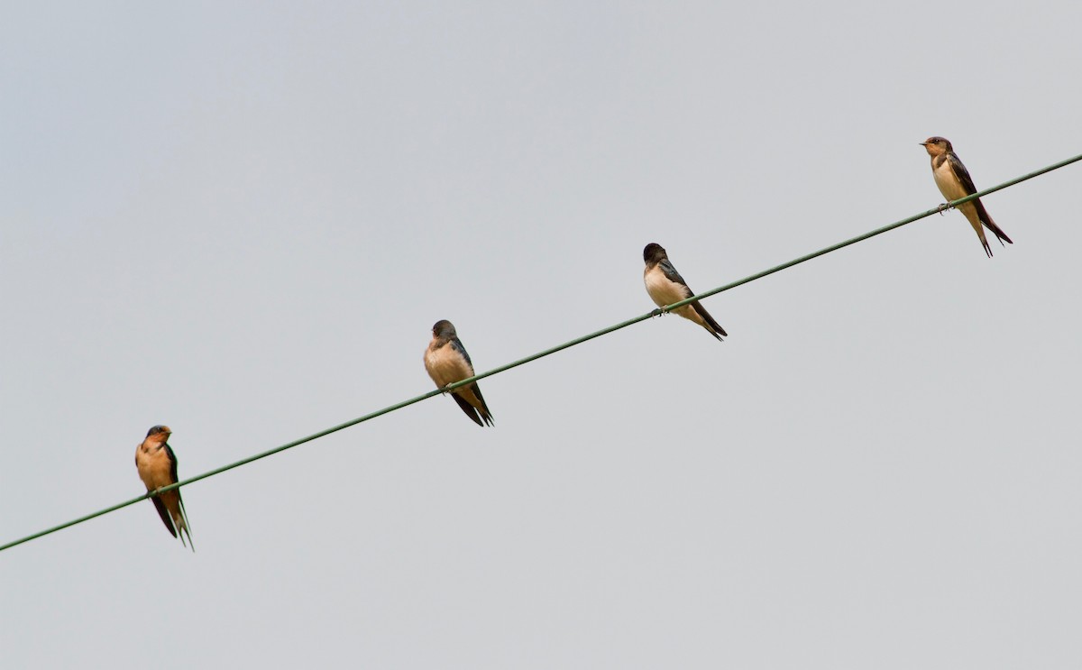 Barn Swallow - ML110197691