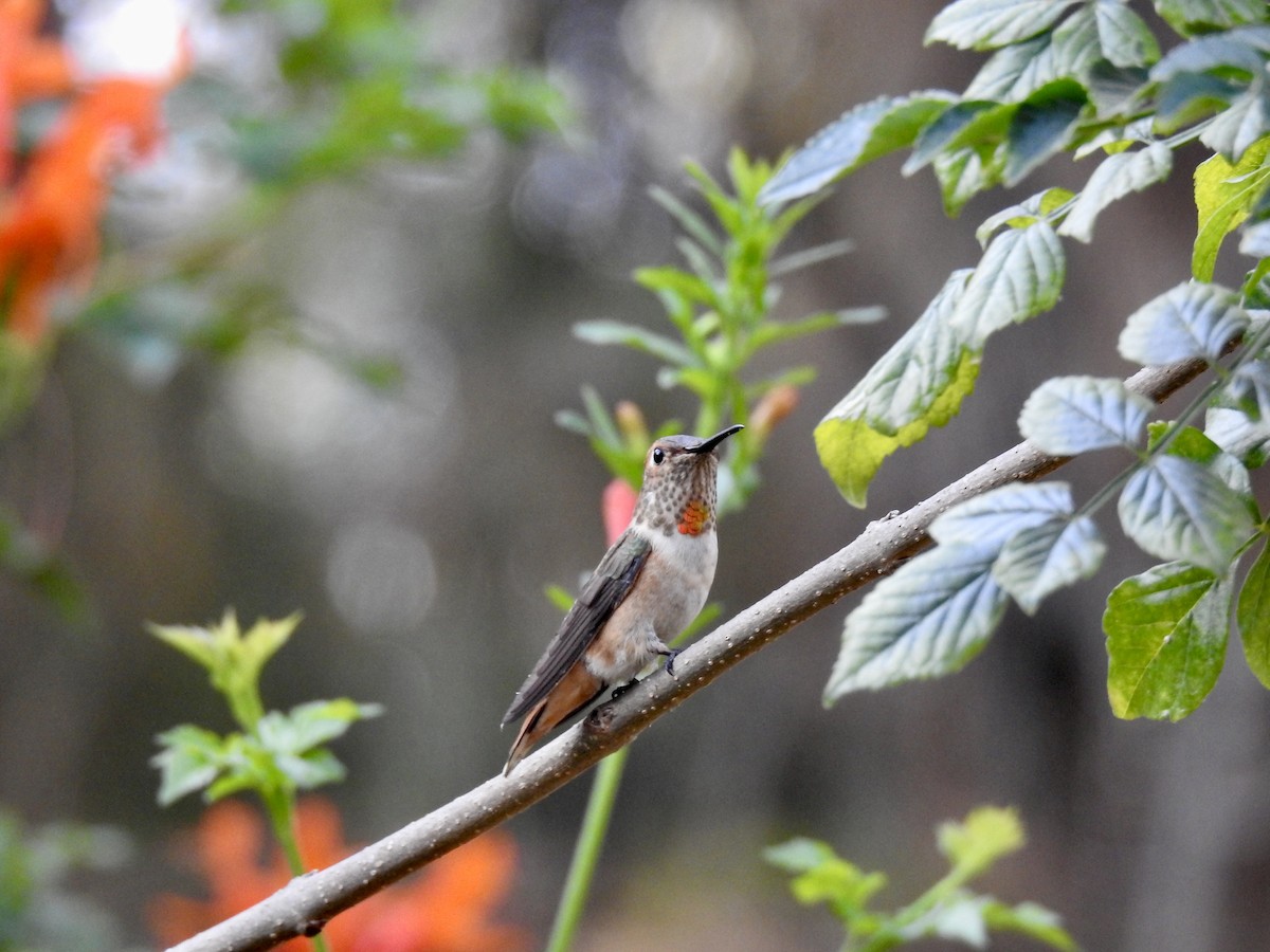 Allen's Hummingbird - David Ratcliffe