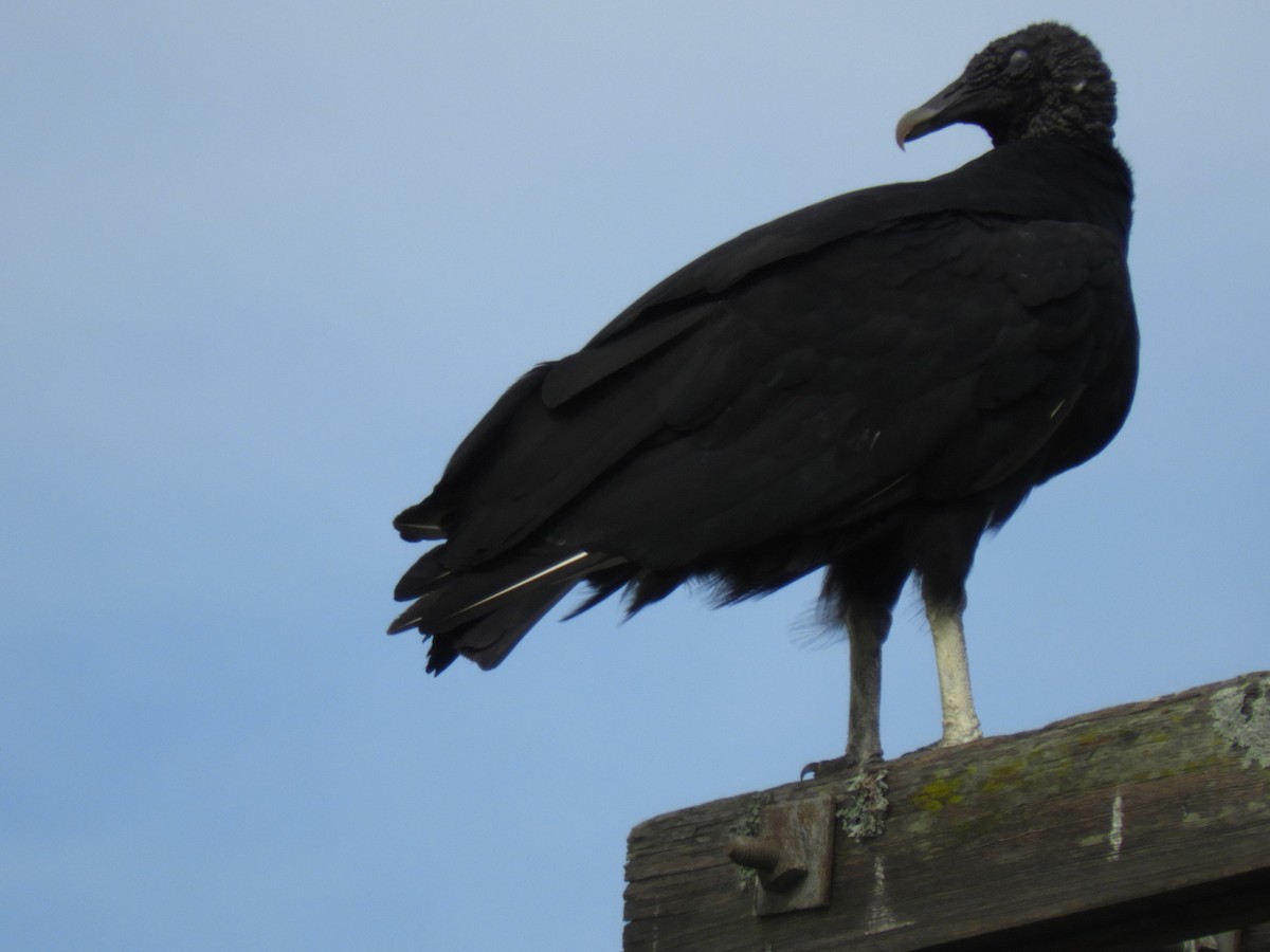 Black Vulture - RJ Baltierra