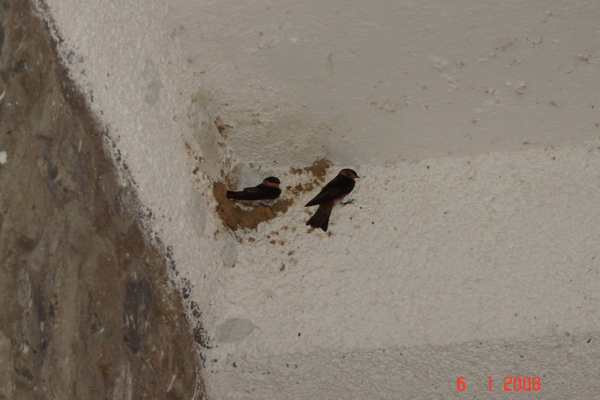 Cave Swallow - ML110199311