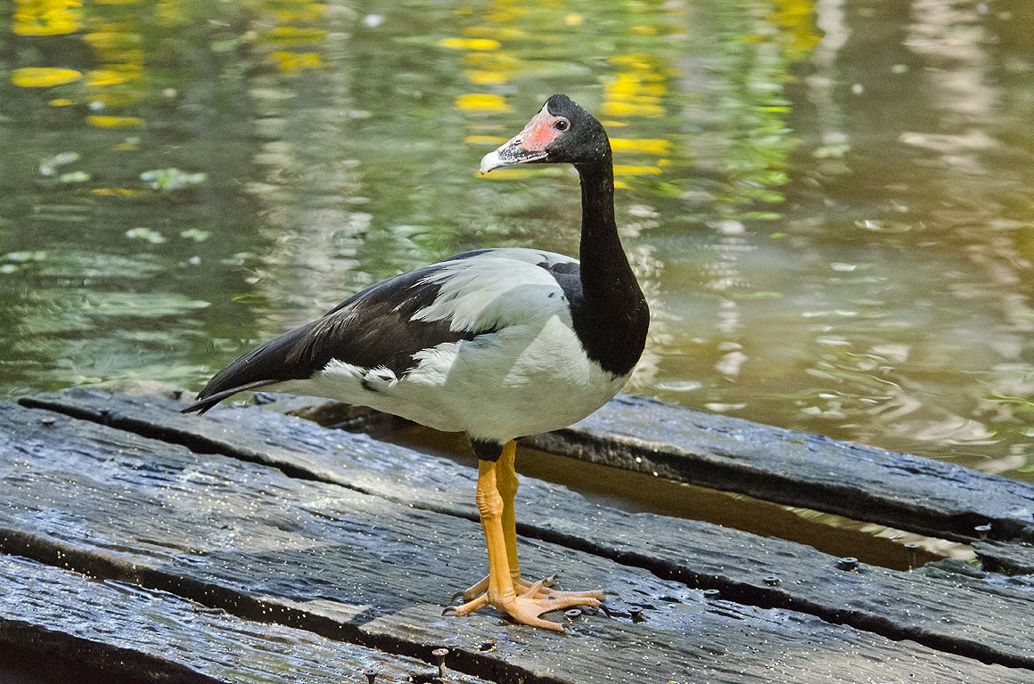 Magpie Goose - Ad Konings