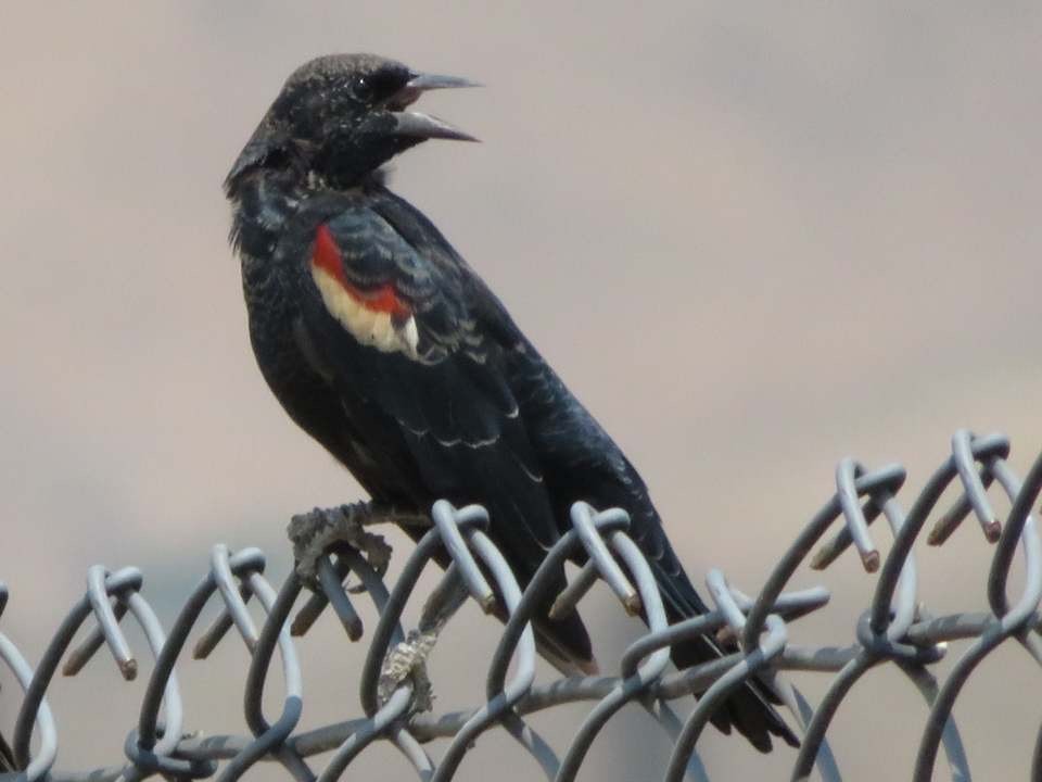 Tricolored Blackbird - TK Birder