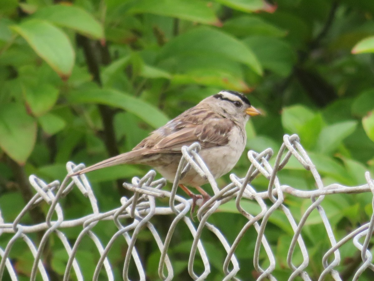 White-crowned Sparrow - Karen Richardson