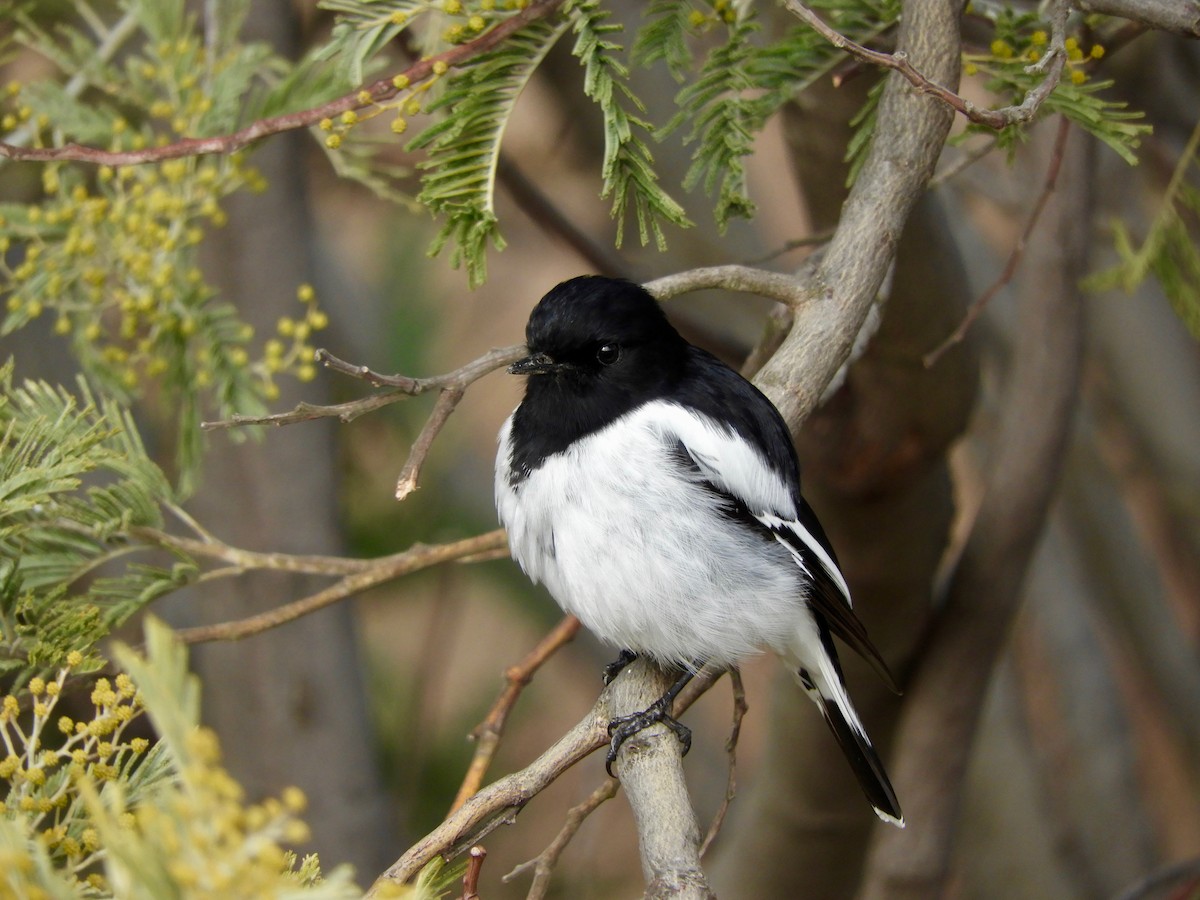 Hooded Robin - Anonymous