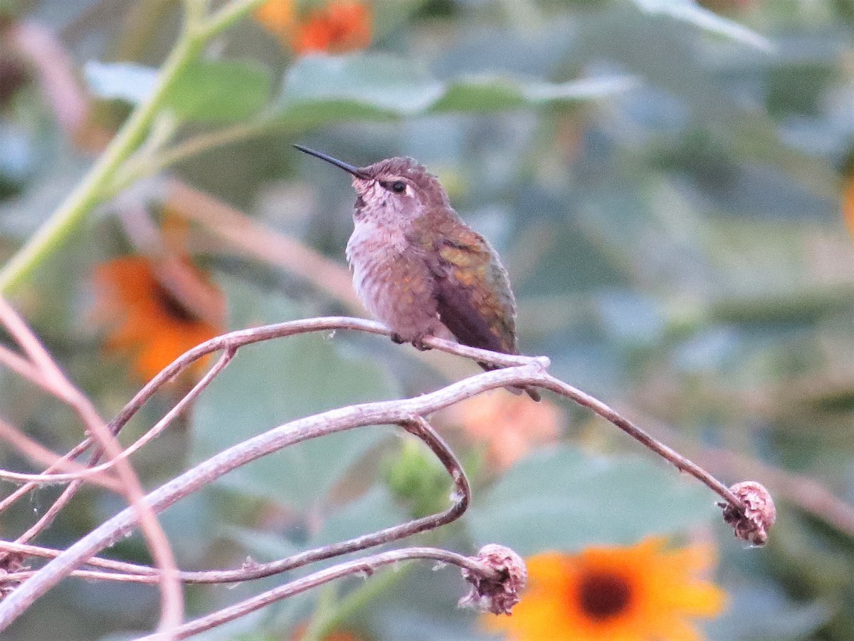 Costa's Hummingbird - Rick Saxton