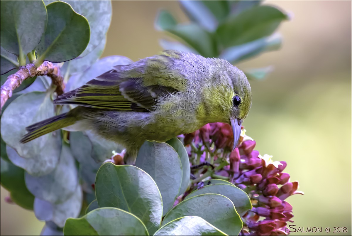 Hawaii-Amakihikleidervogel (wilsoni) - ML110213401