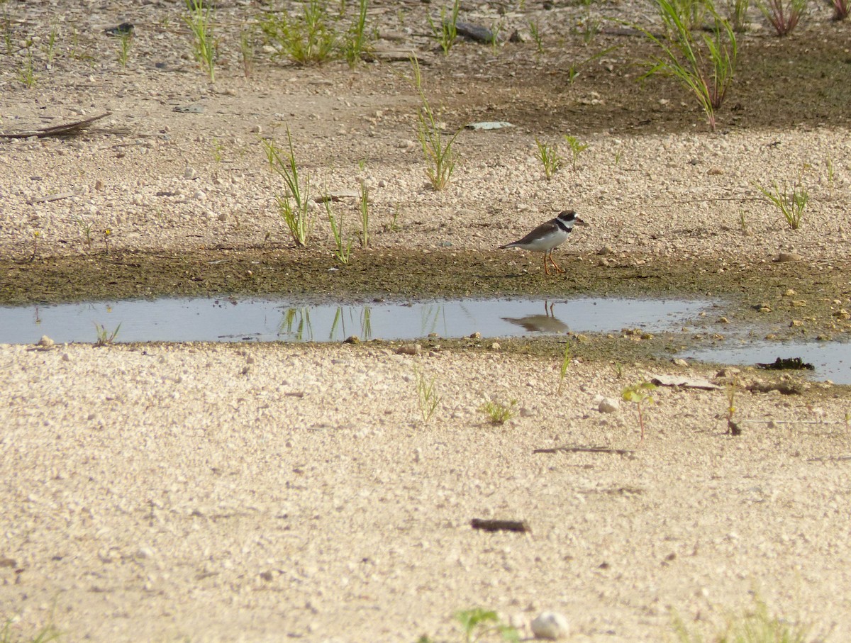 Semipalmated Plover - ML110215791