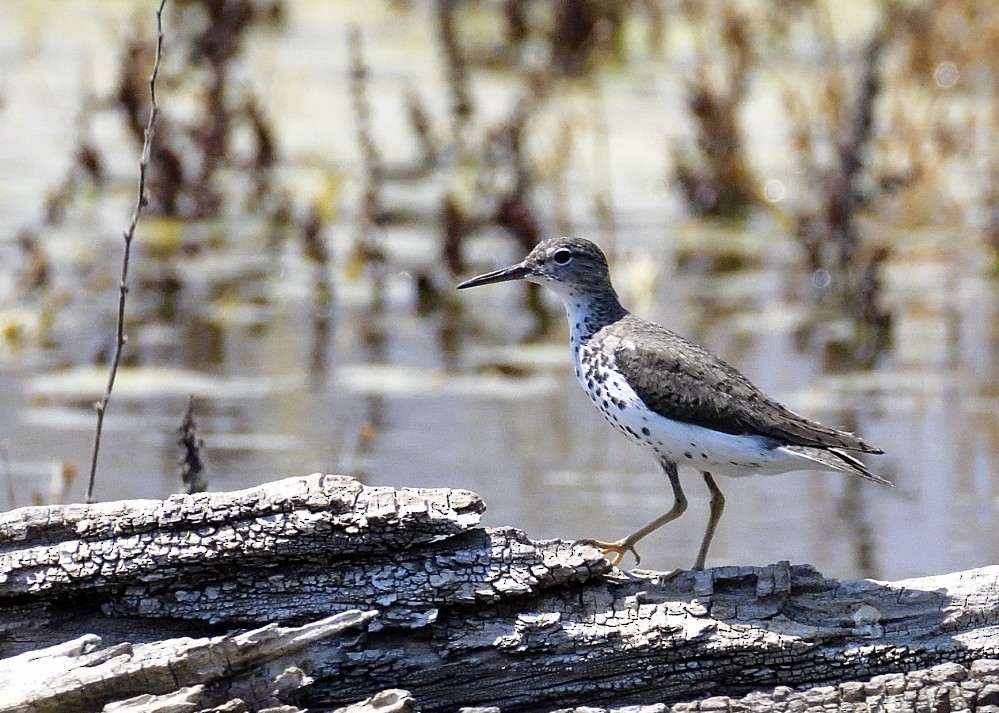 Spotted Sandpiper - Roy Fisher