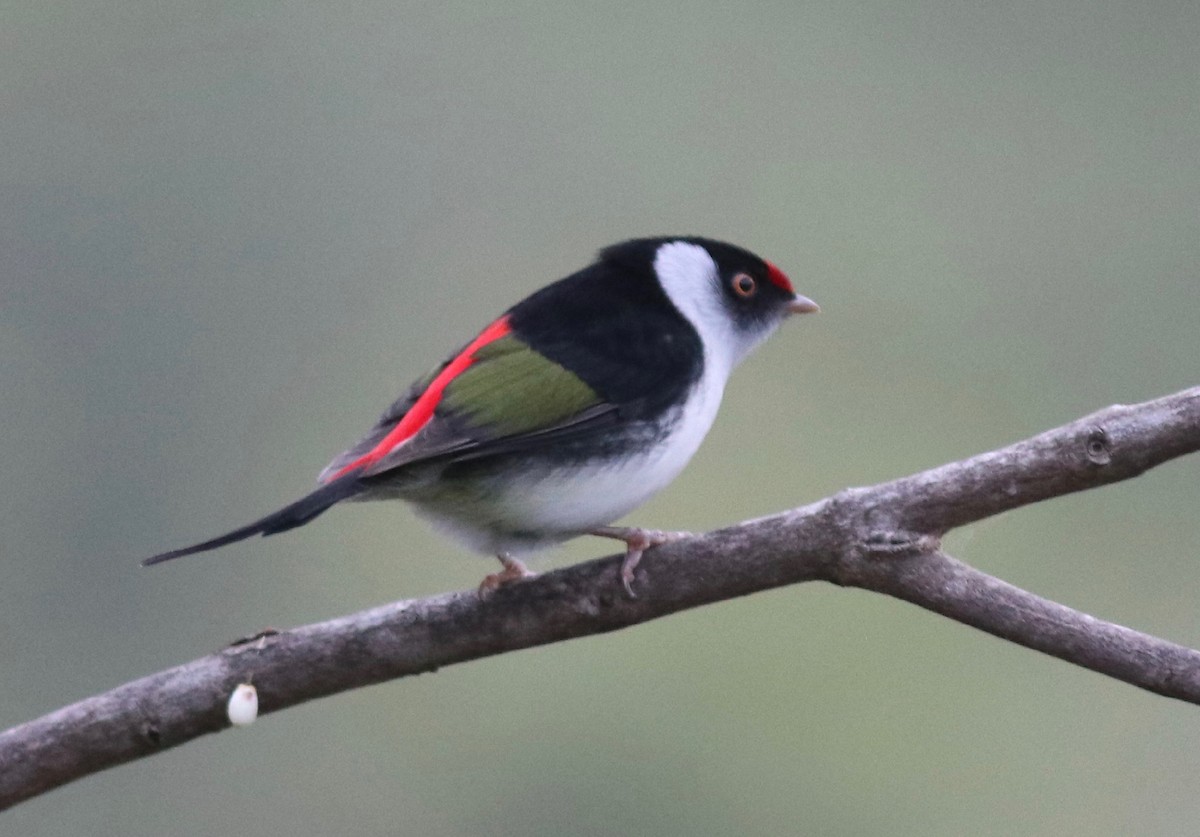 Pin-tailed Manakin - Andre Moncrieff