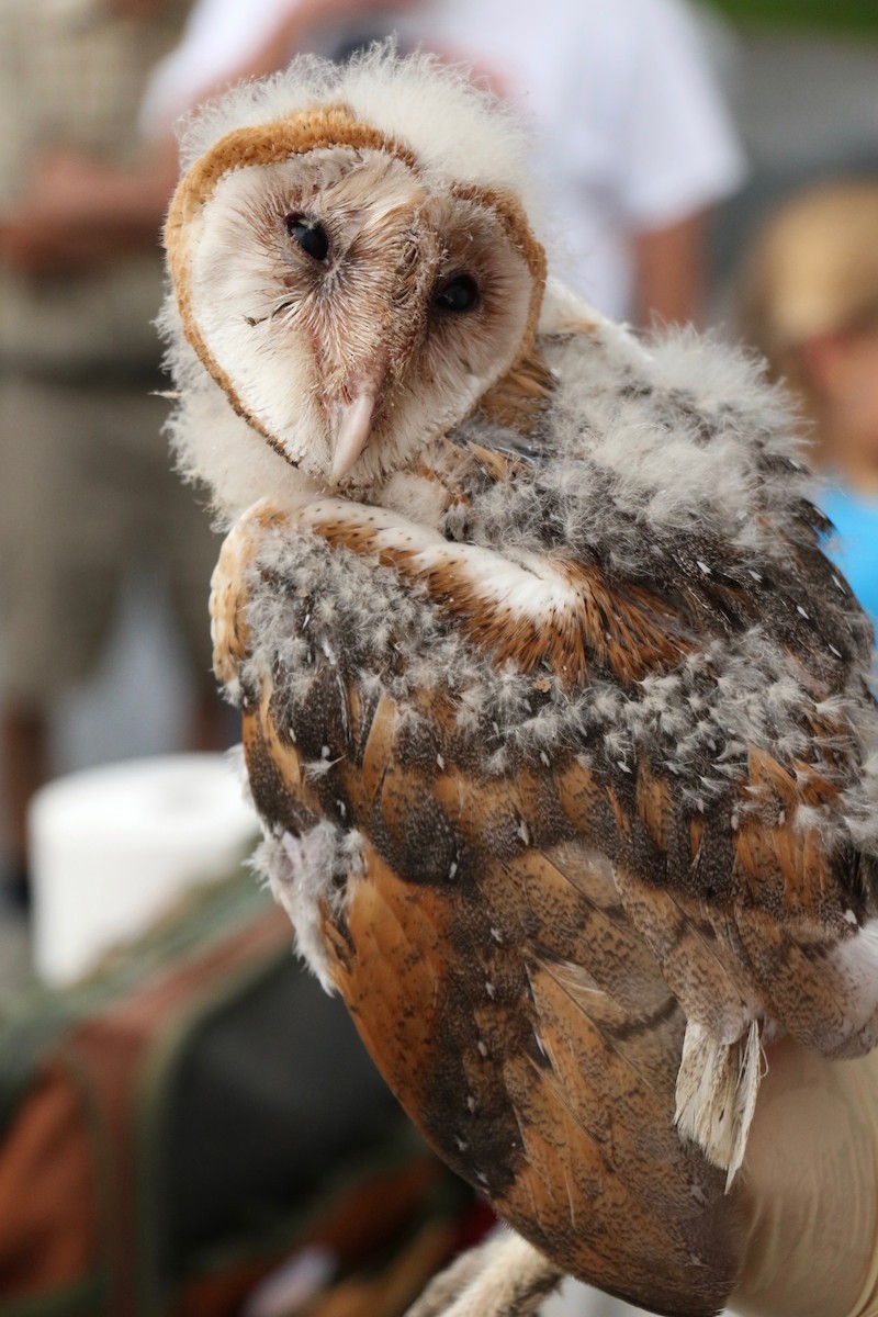 Barn Owl (American) - ML110216821