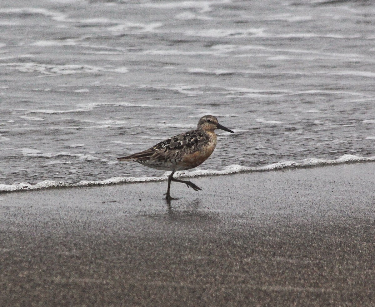 Red Knot - ML110216831