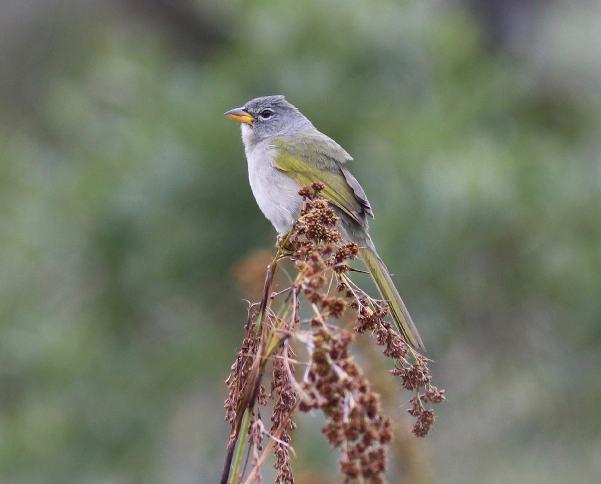 Pale-throated Pampa-Finch - ML110217131