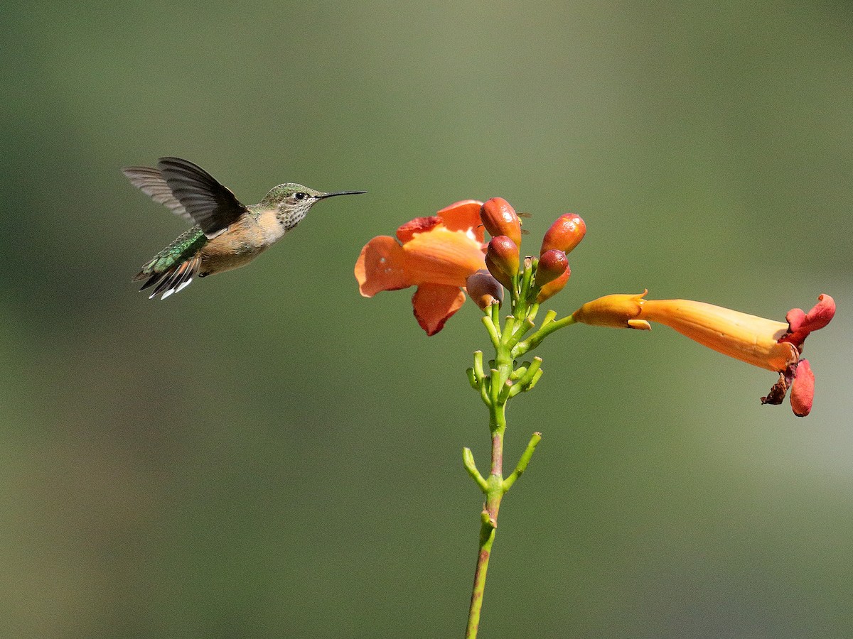 Calliope Hummingbird - Bob Walker