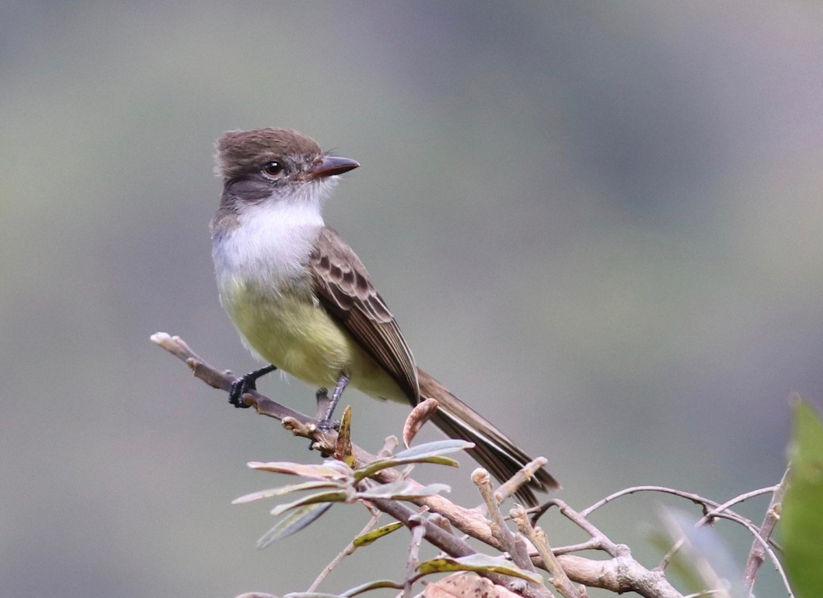 Short-crested Flycatcher - Andre Moncrieff