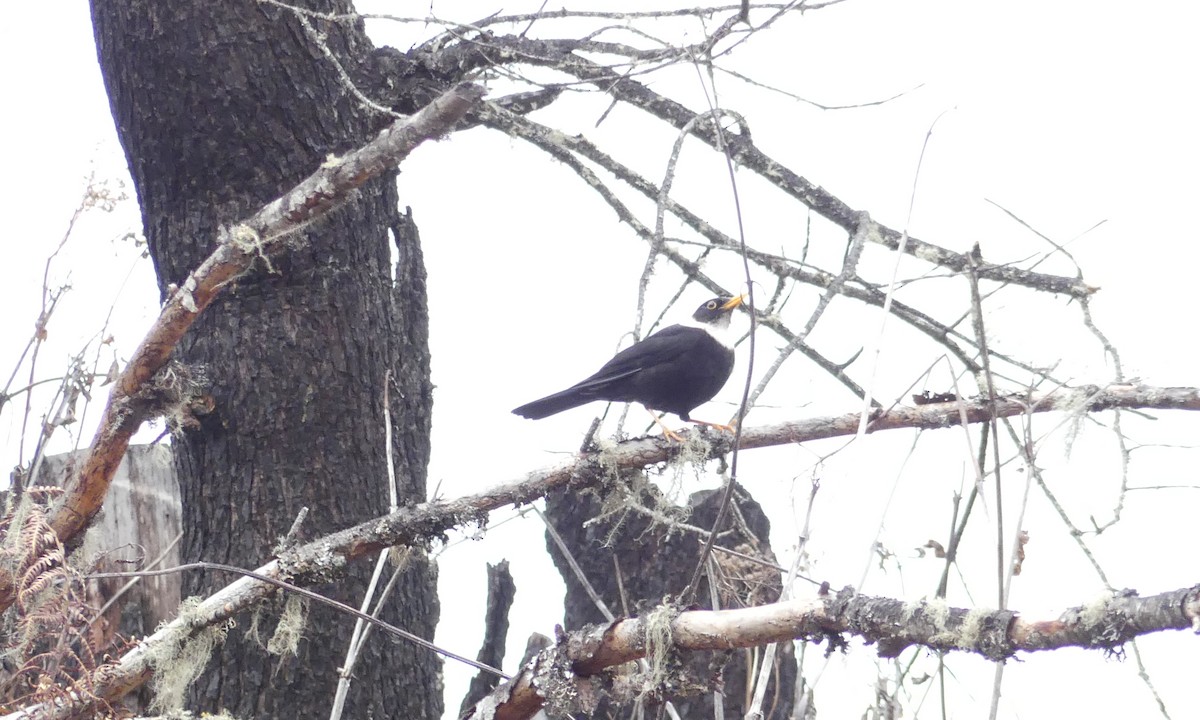 White-collared Blackbird - Peter Dunwiddie