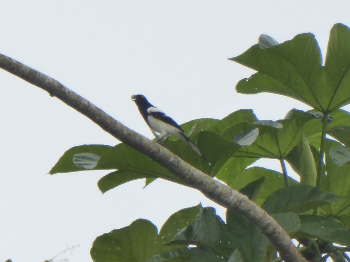 Magpie Tanager - ML110219221