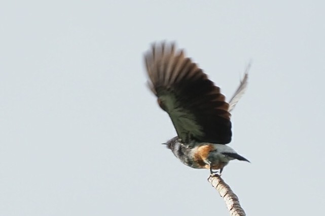 Swallow-winged Puffbird - Xueyan Guan