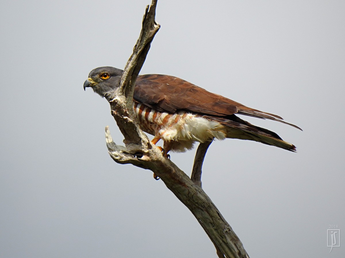 African Cuckoo-Hawk - ML110228421