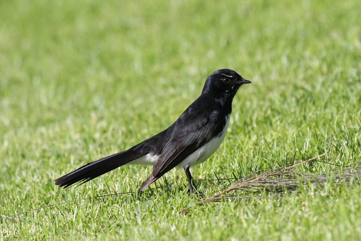 Willie-wagtail - ML110228471