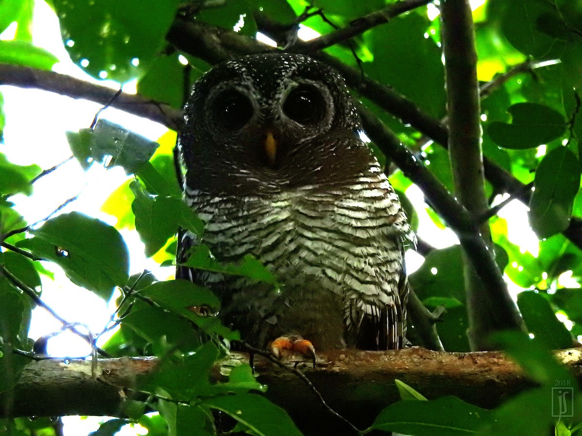 African Wood-Owl - ML110228521