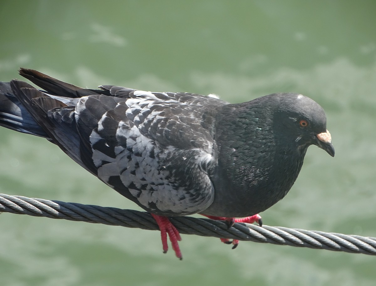 Rock Pigeon (Feral Pigeon) - Stephen Harris