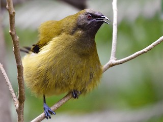  - New Zealand Bellbird