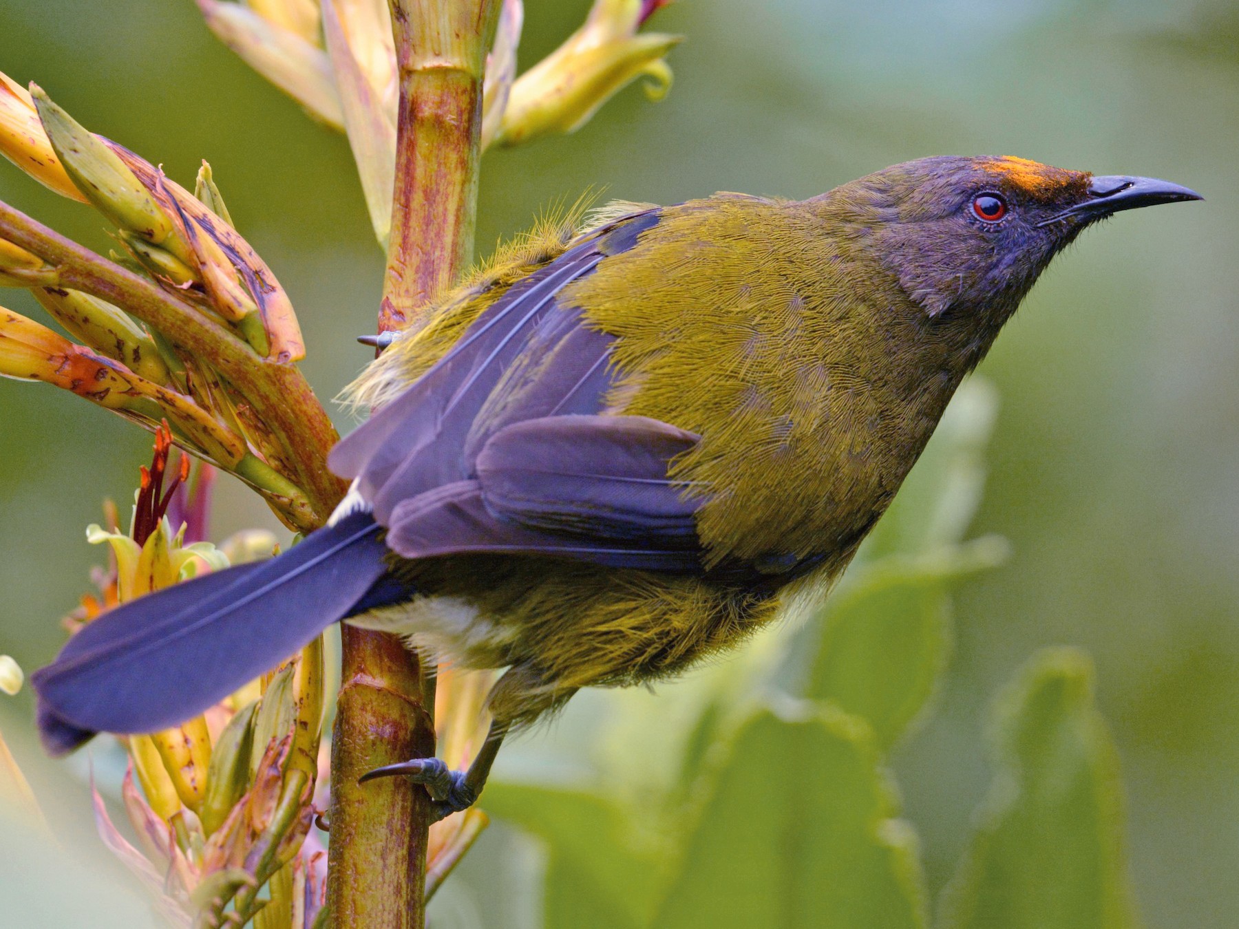 New Zealand Bellbird - Christopher Stephens