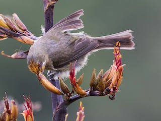  - New Zealand Bellbird