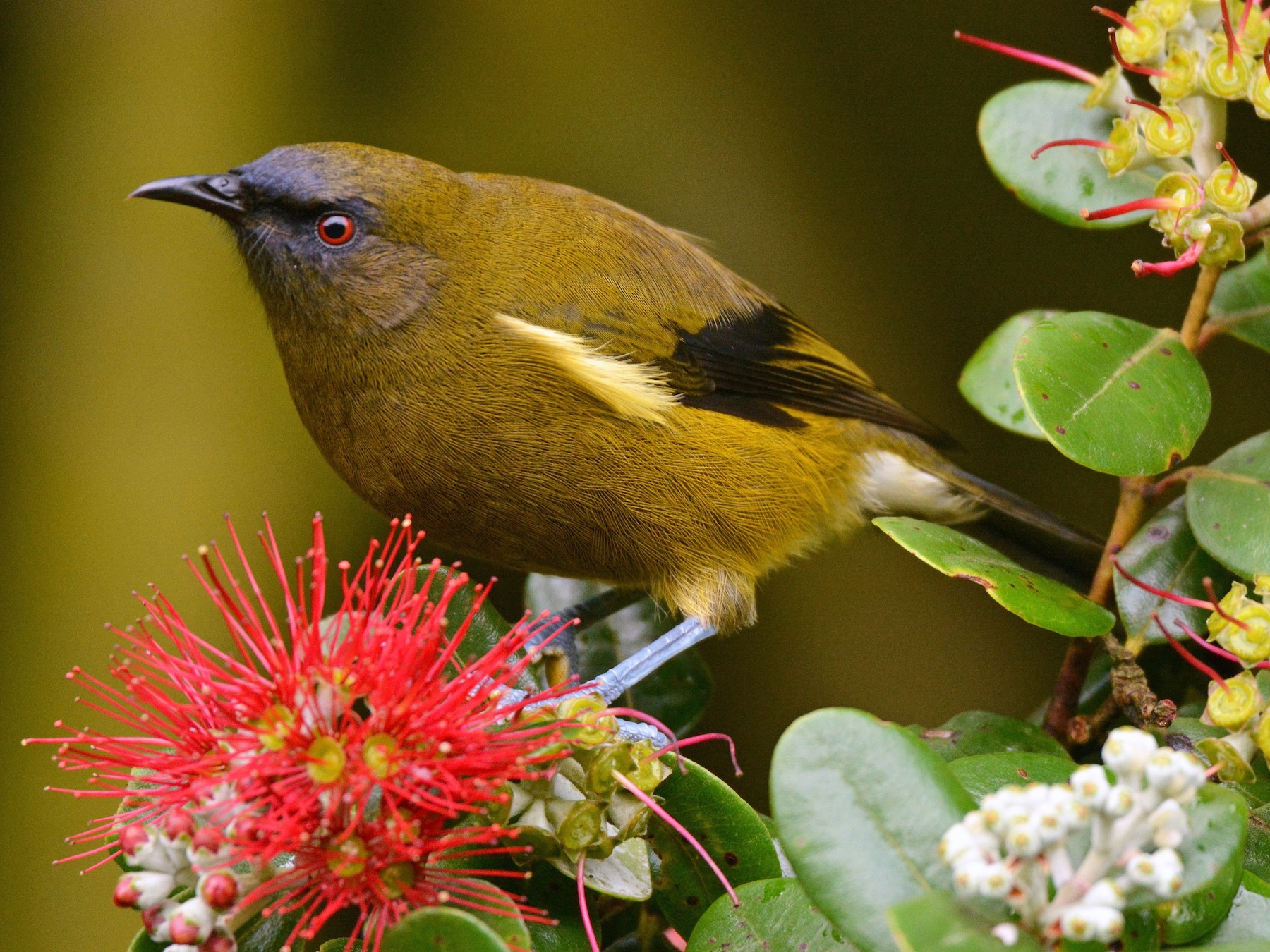 Bellbird eBird