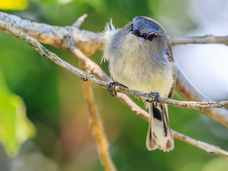 ニュージーランドセンニョムシクイ - eBird