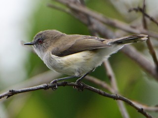 ニュージーランドセンニョムシクイ - eBird