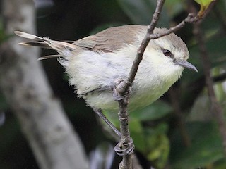  - Chatham Island Gerygone