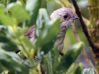 Молодая птица - Christopher Stephens - ML110233831