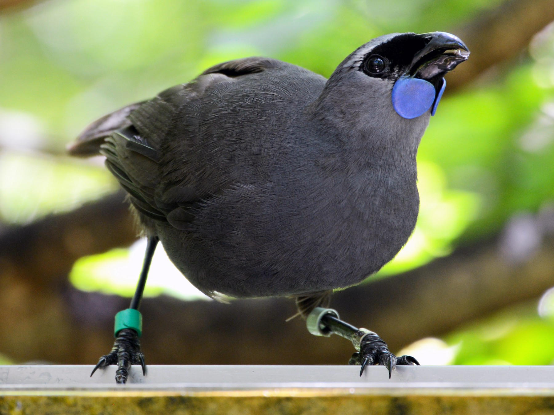 North Island Kokako - Neil Wingert