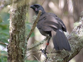  - North Island Kokako