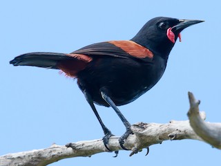  - North Island Saddleback