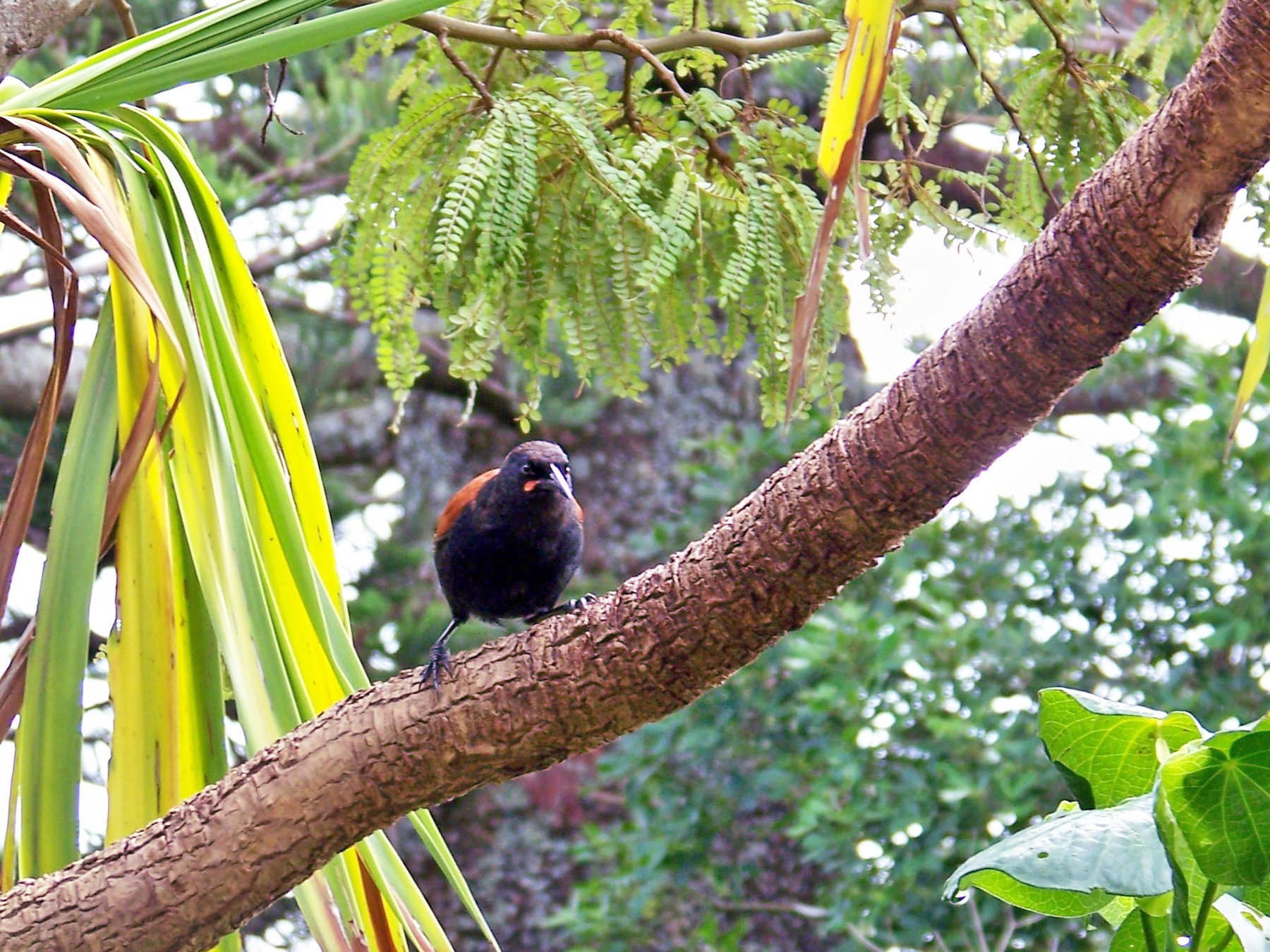 North Island Saddleback - Sara Miller