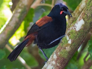  - North Island Saddleback