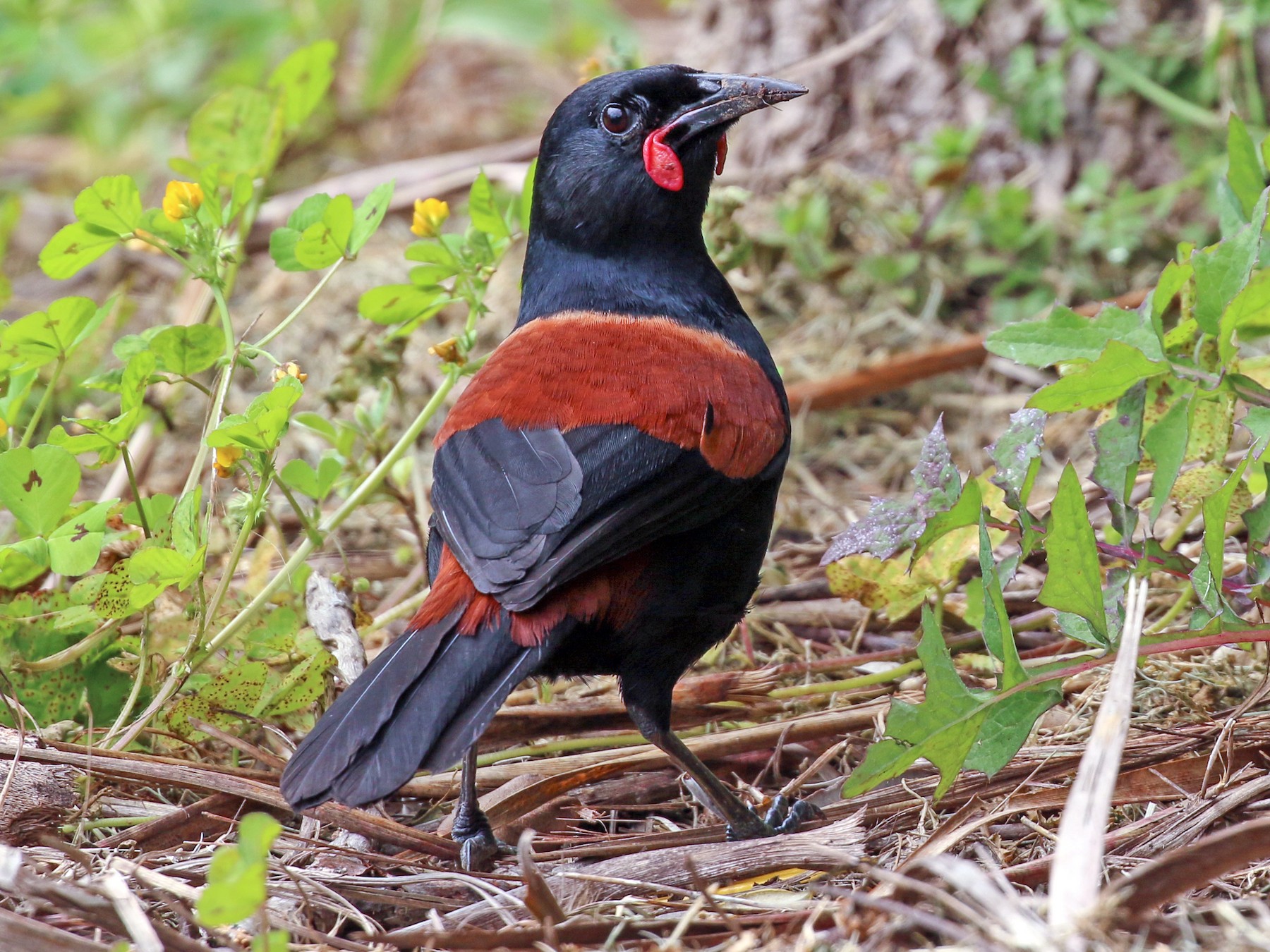 North Island Saddleback eBird