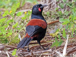  - North Island Saddleback