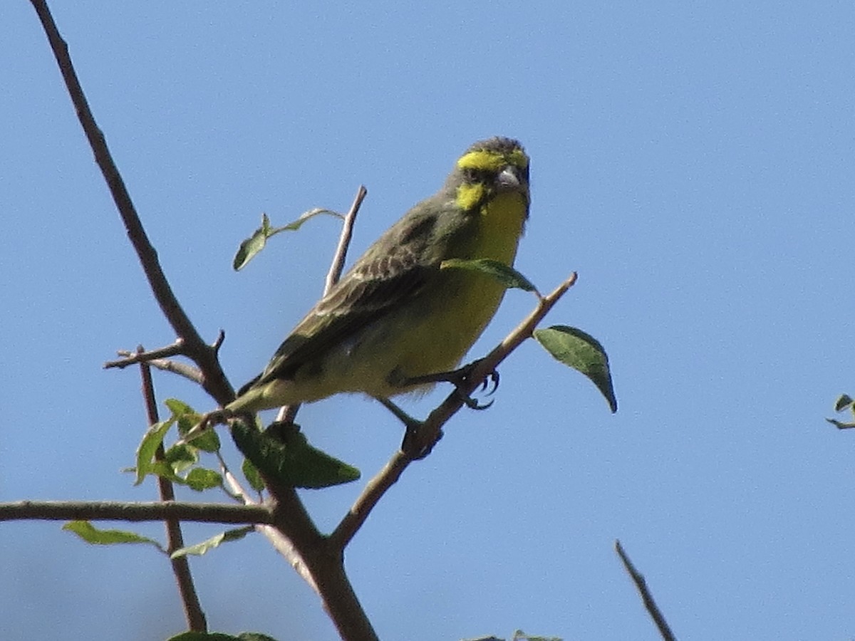 Yellow-fronted Canary - Ted Floyd