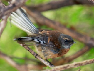  - New Zealand Fantail