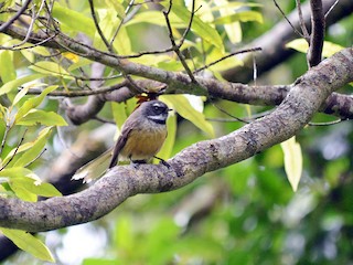  - New Zealand Fantail