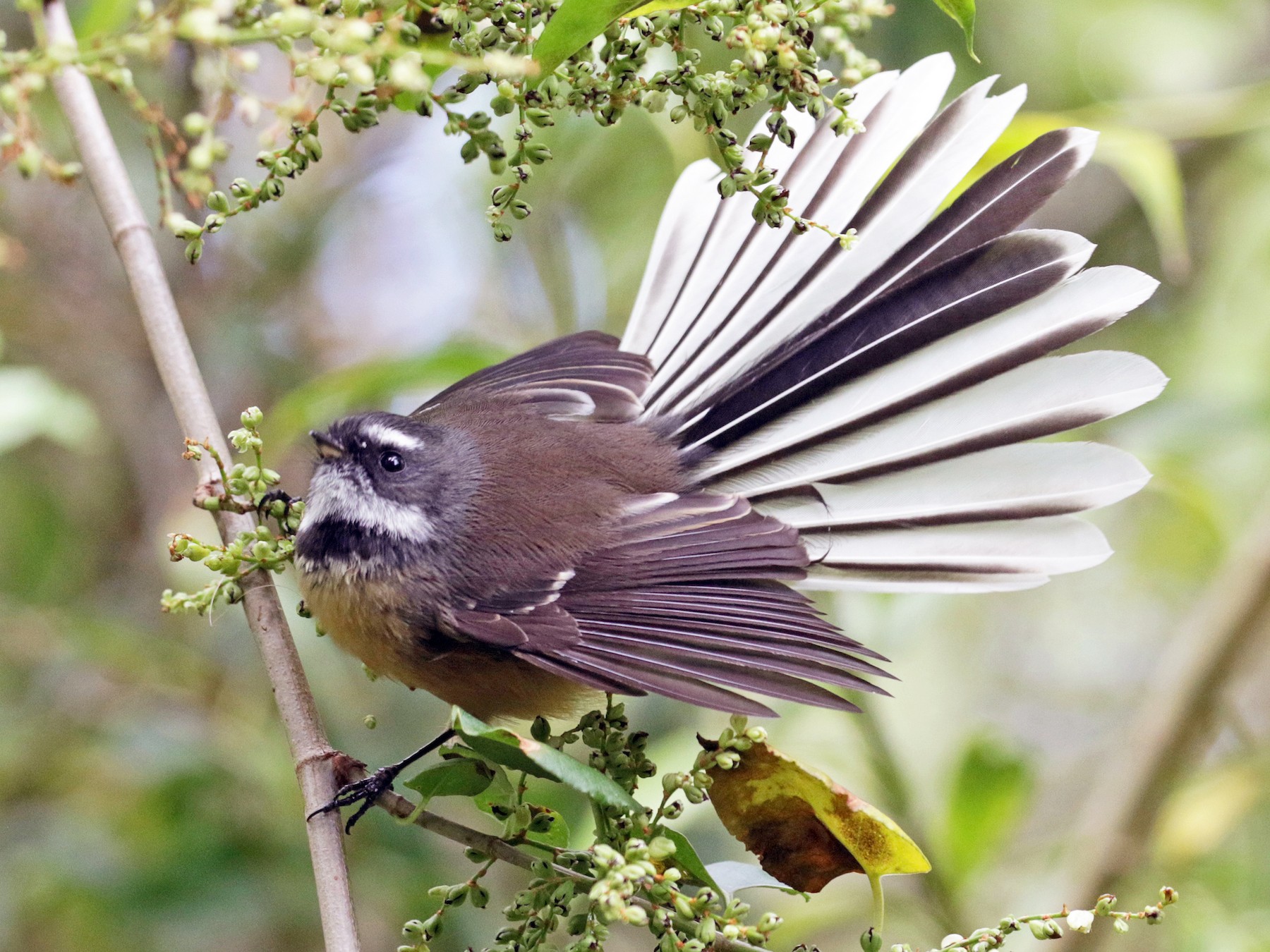 New Zealand Fantail eBird